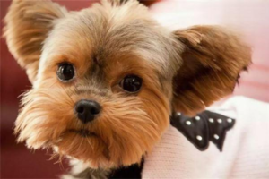 Treating Vomiting in Pets by Stage