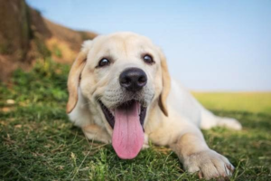 How to Treat a Dog’s Abscess