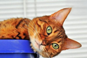What Is a Feline Ear (Pinna) Hematoma?