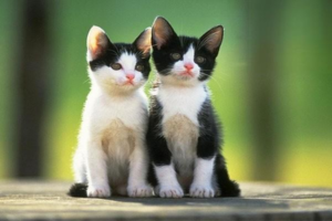 Caring for a Pregnant Cat: Key Precautions