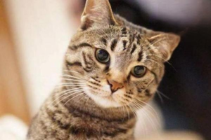 Why Is Your Cat Having Diarrhea and How to Treat It