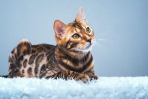 Why Newborn Kittens Die: Common Causes of Fading Kitten Syndrome