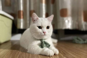Black Spots on Your Cat’s Nose: Dirt or Something Serious?