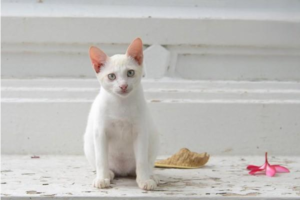 How Much to Feed a Kitten Per Meal