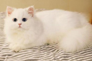 Which Insects Are Harmful to Cats