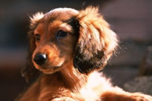 What Are the Symptoms of Rabies?