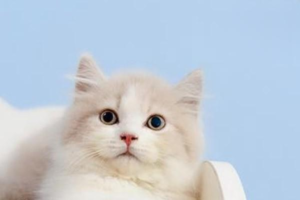 Why Cats Get Annoyed β and How to Make Up Afterward