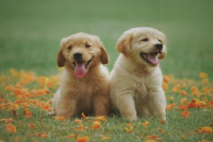 Exercise and Reproductive Care for Dogs on Walks