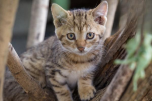 How to Clear Up Cat Acne (Black Chin)