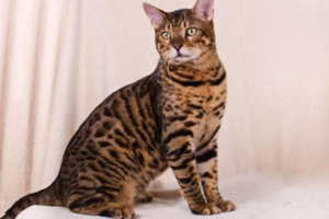 Why Your Cat Sheds So Much in Spring