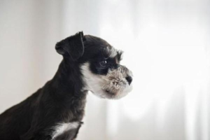 How to Keep a Puppy Warm in Winter
