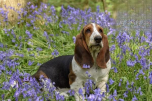 How to Vaccinate Your Dog