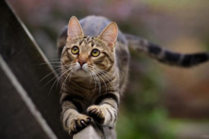 Why Your Cat Doesn’t Bond With You