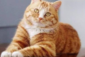 What Snacks Can You Give a Cat?