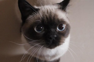 What to Do When Your Pet Cries at Night