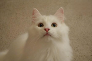 How to Get a Cat’s Coat Soft and Full