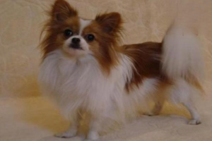 What You Must Know About Your Dog’s Coat