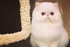 Do Cats Get Jealous?