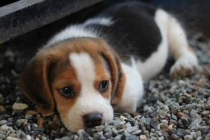 Can You Feed Adult Dog Food to a Puppy?