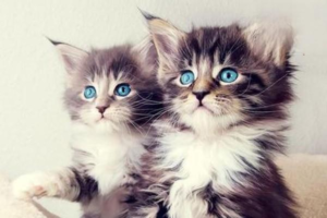 Health Checkups by Life Stage for Cats and Dogs