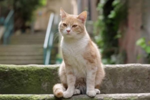 How to Get Rid of Cat Tear Stains