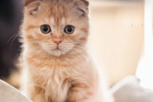 Are Mosquito Coils Dangerous for Cats?