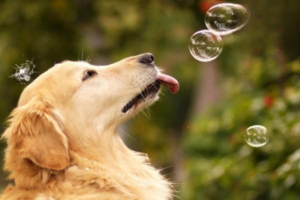 How to Get Your Dog Comfortable with Brushing