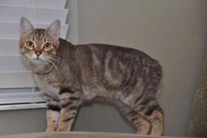 Feeding a Pregnant Cat: Diet Before, During, and After Birth