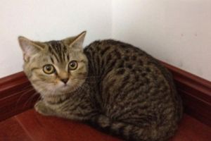 Can Cats Get a Fever?