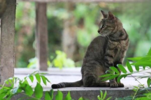 Can Cats Take Children’s Cold Medicine?