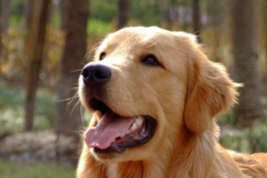 Fun Facts About Dogs You Might Not Know