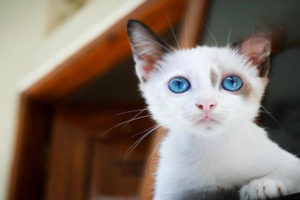 Why Is My Cat Suddenly Coughing and Wheezing?
