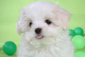 Why Does My Dog Whine for No Reason?