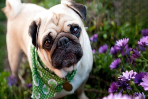 Dry Nose and Runny Discharge in Dogs