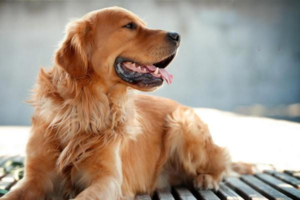 How to Identify Dog Skin Problems