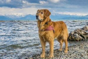 Dog Teeth Brushing: Questions Answered