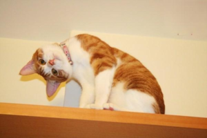 Do I Need a Shot After a Minor Cat Scratch?