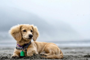 Bathing a Dog with Sensitive Skin