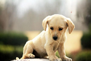 How Much Does a Black Labrador Cost?