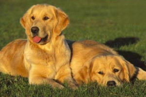Can Dogs See Color?