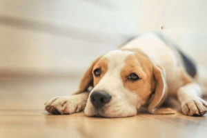 How to Train a Chuandong Hound