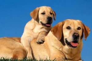 What to Feed Your Dog at Every Life Stage