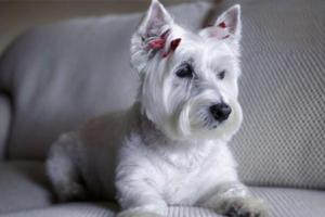 Yorkshire Terrier Haircut Styles
