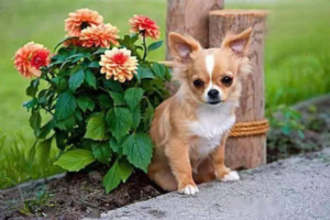 Why Chocolate Is Deadly to Dogs