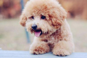 How Much Does a Teacup Pomeranian Cost?