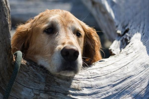 What Is a ‘Lala’ Dog? (It’s a Labrador)