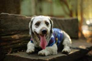 Golden Retriever vs. Golden Labrador: Same Breed, Different Names