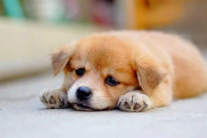 Pembroke vs. Cardigan Welsh Corgi