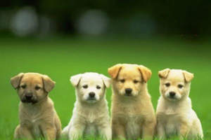 Caring for a Female Dog in Heat (Her ‘Period’)