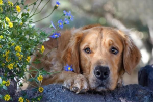 What to Do About a Dog Bite — and Staying Clear of Rabid Dogs